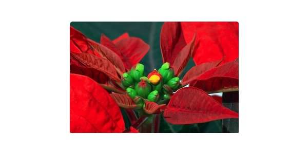 Florarium : en décembre, l'Étoile de Noël