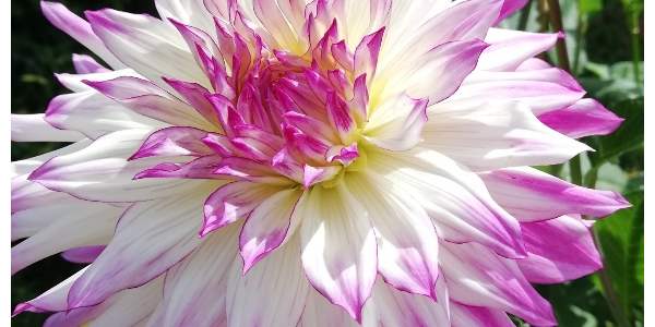 Florarium : en septembre, le Dahlia