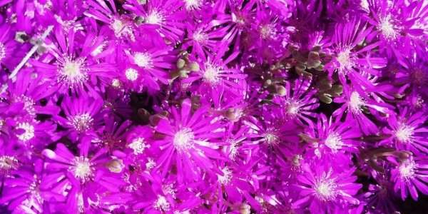 Florarium : en octobre, l'Astrée