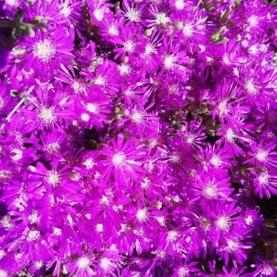 Florarium : en octobre, l'Astrée
