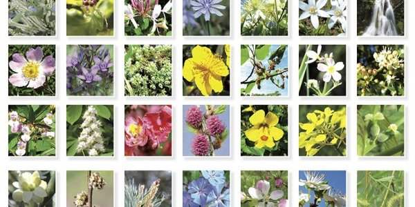 Les Fleurs de Bach (4ème partie)