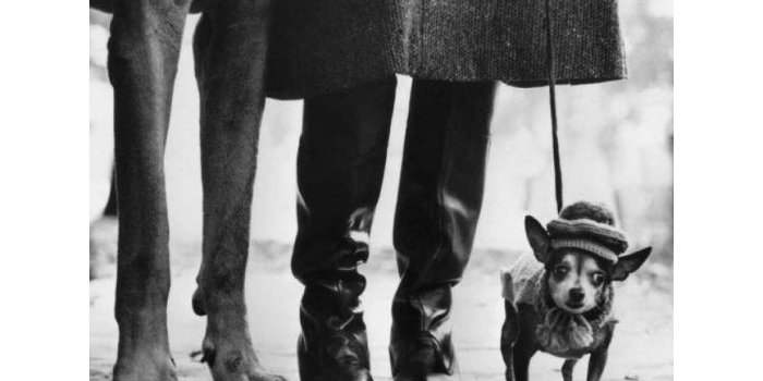 Elliott Erwitt. Icons