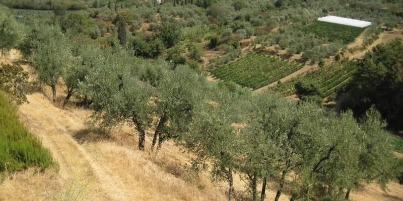 L'huile d'olive... la vraie