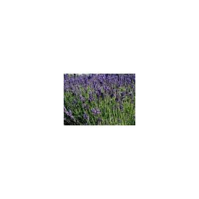 Florarium : en juillet, la Lavande