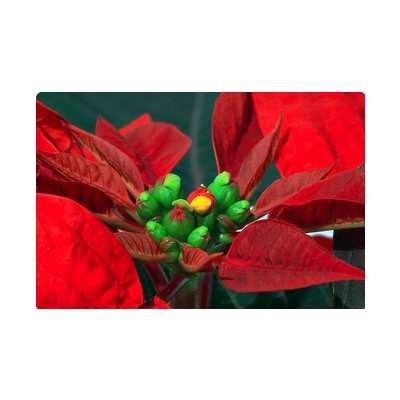Florarium : en décembre, l'Étoile de Noël