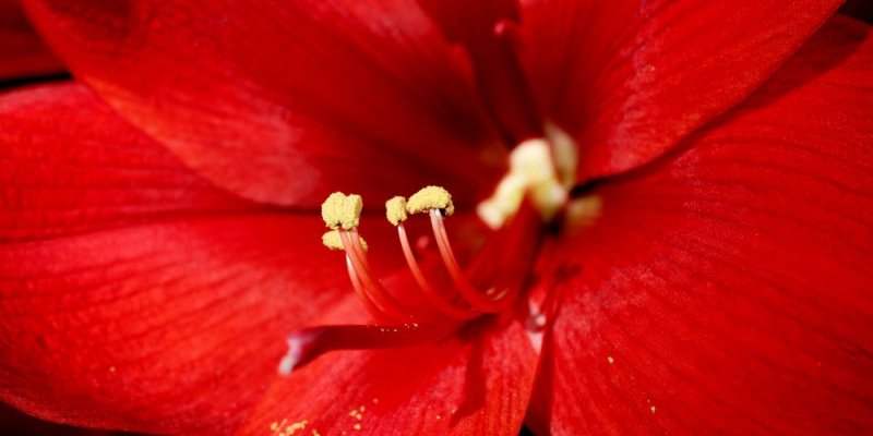 La couleur rouge... ne passe pas inaperçue
