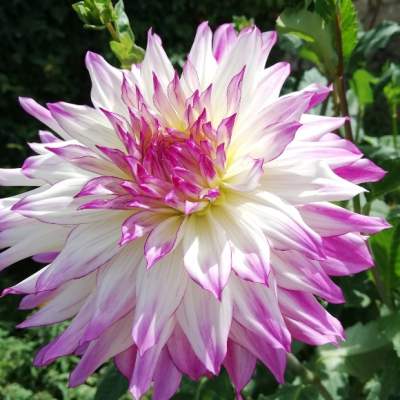 Florarium : en septembre, le Dahlia