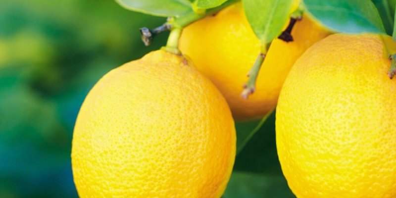 Les bienfaits du jus de citron